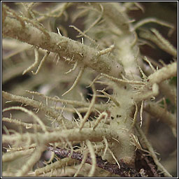 Usnea flammea