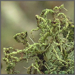 Usnea esperantiana