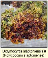 Didymocyrtis slaptoniensis (Polycoccum slaptoniense)