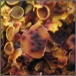 Didymocyrtis slaptoniensis, Polycoccum slaptoniense