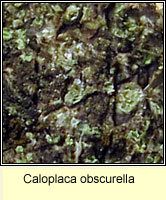 Caloplaca obscurella