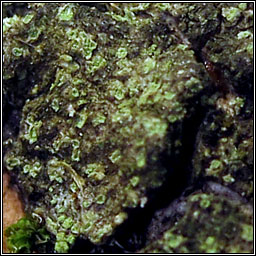 Caloplaca obscurella