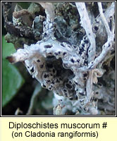 Diploschistes muscorum