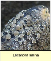 Lecanora salina