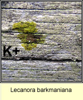 Lecanora barkmaniana