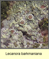 Lecanora barkmaniana, fertile