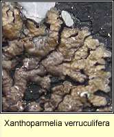 Xanthoparmelia verruculifera