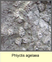 Phlyctis agelaea