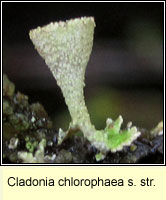 Cladonia chlorophaea sens str
