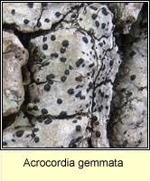 Acrocordia gemmata