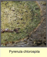 Pyrenula chlorospila