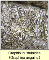 Graphis inustuloides (Graphina anguina)