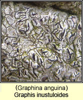 Graphis inustuloides (Graphina anguina)
