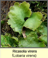Ricasolia virens (Lobaria virens)