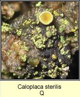 Caloplaca sterilis Q