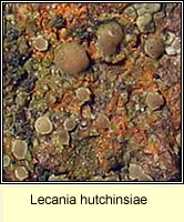 Lecania hutchinsiae