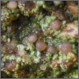 Bilimbia sabuletorum