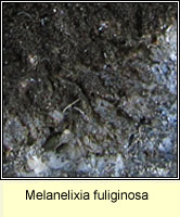 Melanelixia fuliginosa