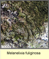 Melanelixia fuliginosa