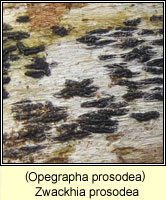 Zwackhia prosodea (Opegrapha prosodea)