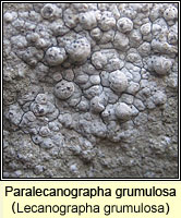Paralecanographa grumulosa (Lecanographa grumulosa)