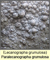 Lecanographa grumulosa