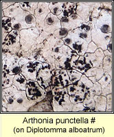Arthonia punctella