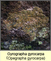 Gyrographa gyrocarpa (Opegrapha gyrocarpa)