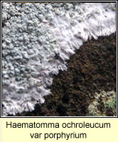 Haematomma ochroleucum var porphyrium