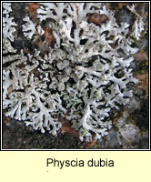 Physcia dubia