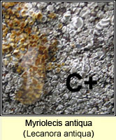 Myriolecis antiqua (Lecanora antiqua)