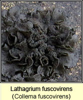 Lathagrium fuscovirens (Collema fuscovirens)