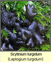 Scytinium turgidum (Leptogium turgidum)