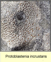 Protoblastenia incrustans