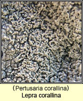 Lepra corallina (Pertusaria corallina)