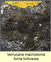 Verrucaria macrostoma forma furfuracea