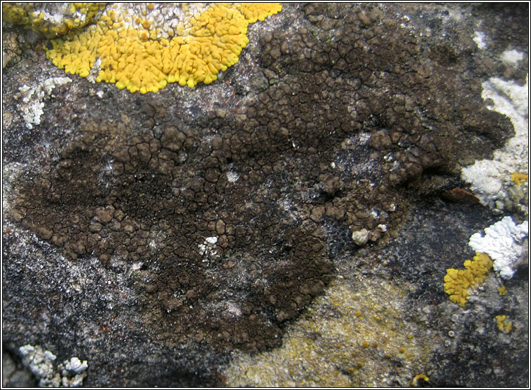 Verrucaria macrostoma forma furfuracea