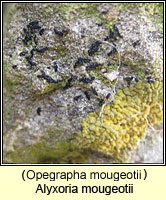 Alyxoria mougeotii (Opegrapha mougeotii)
