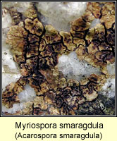 Myriospora smaragdula (Acarospora smaragdula)