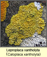 Leproplaca xantholyta (Caloplaca xantholyta)