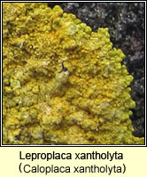 Leproplaca xantholyta (Caloplaca xantholyta)