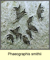 Phaeographis smithii