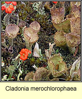 Cladonia merochlorophaea