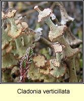 Cladonia verticillata