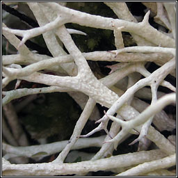 Cladonia zopfii