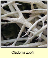 Cladonia zopfii