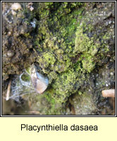 Placynthiella dasaea