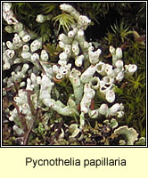 Pycnothelia papillaria