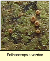 Fellhaneropsis vezdae