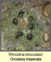 Rinodina biloculata